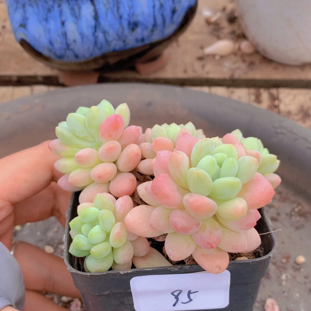 无花朵多肉植物 95