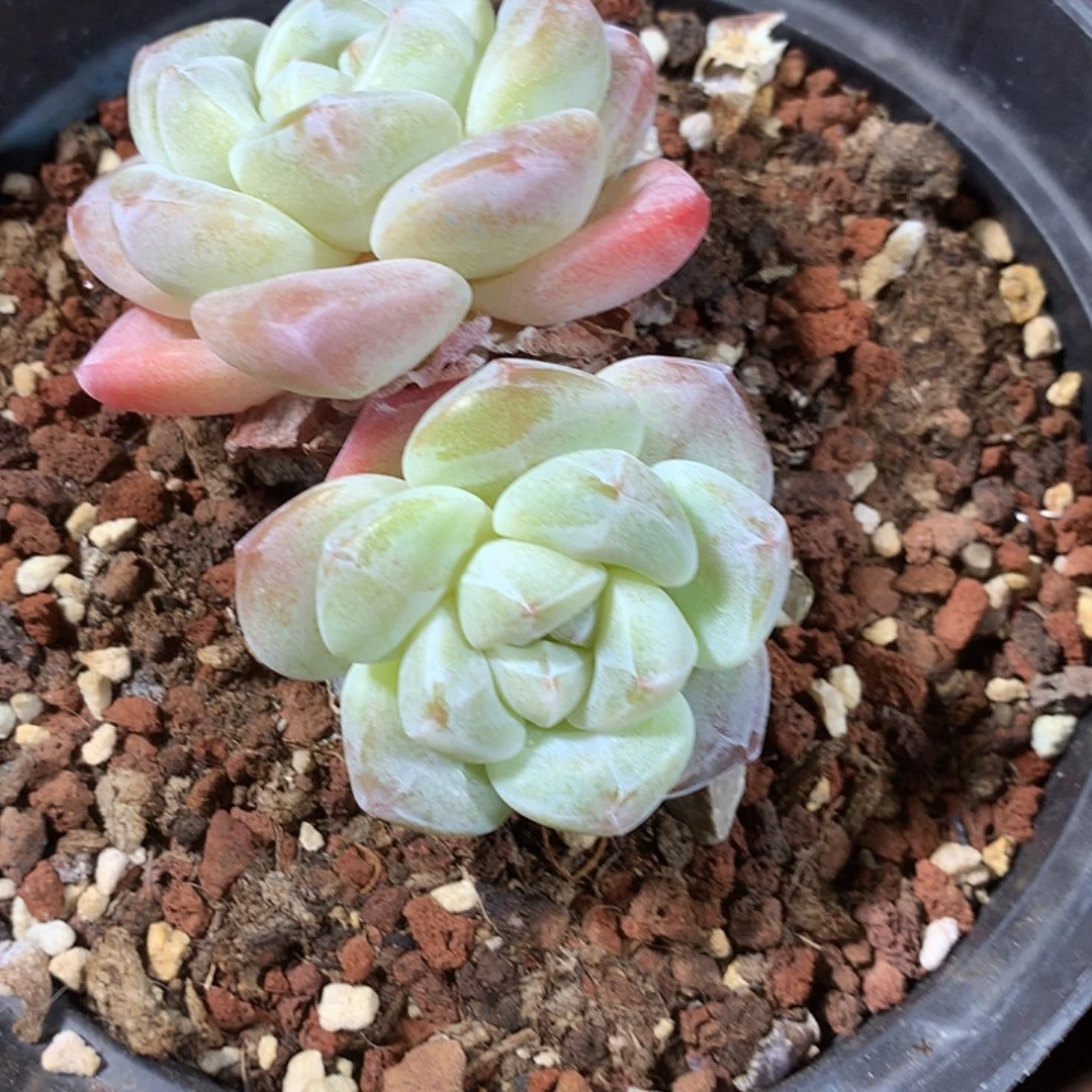铲屎官多肉植物哈哈