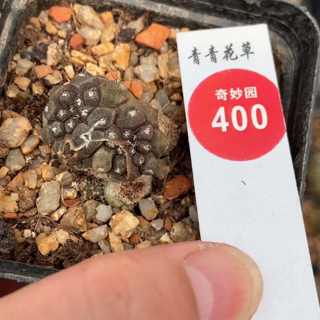 实生连体双头尤仙人侧面有斑2.7cm