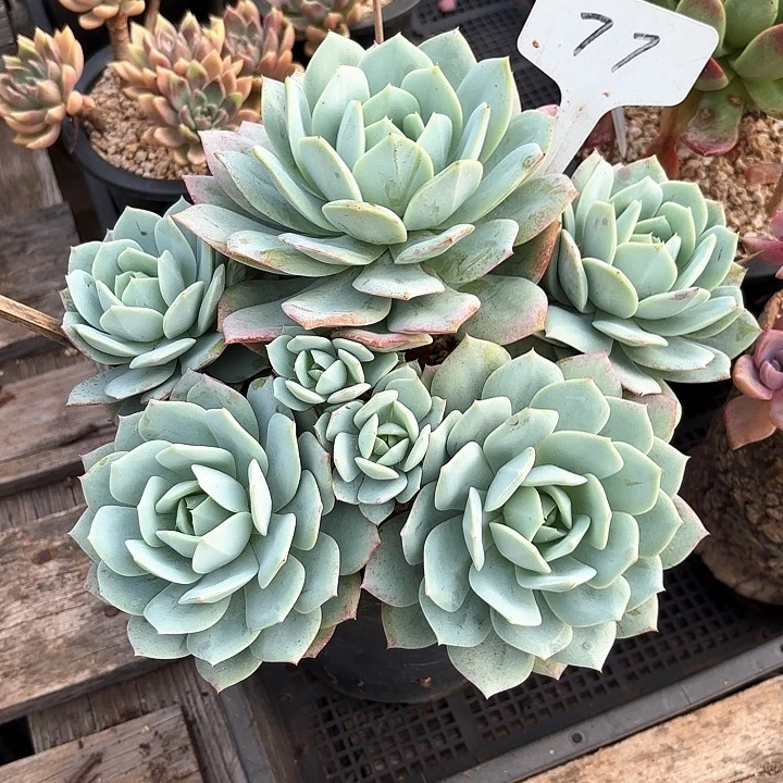 多肉植物，恋曲77号