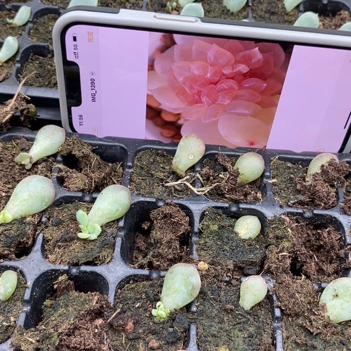 春茶芽苗一个多肉量