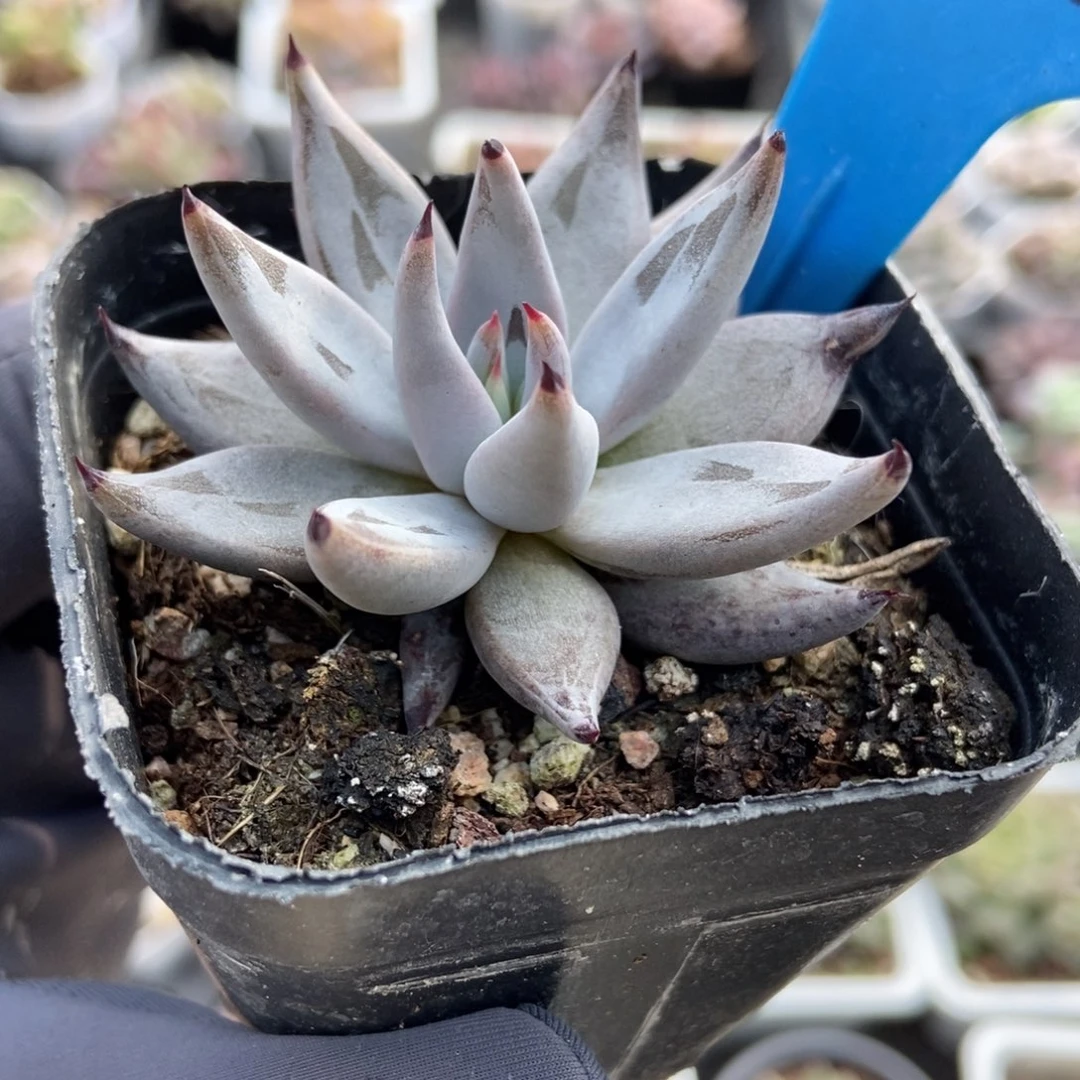 2046魔爪多肉植物