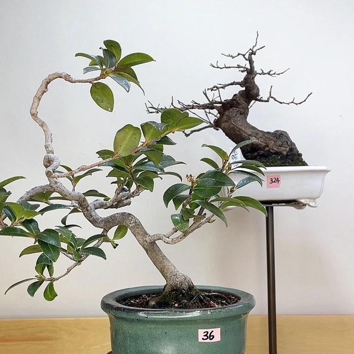 木本朝苍茶梅盆栽