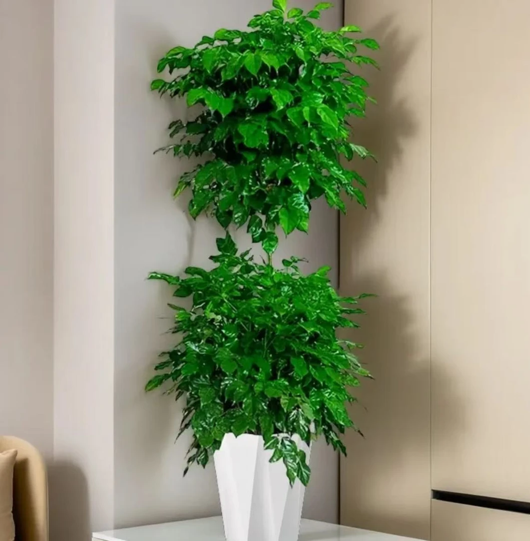 精致【2层双层幸福树】1.2-1.4米绿植好养易活室内客厅阳台盆栽