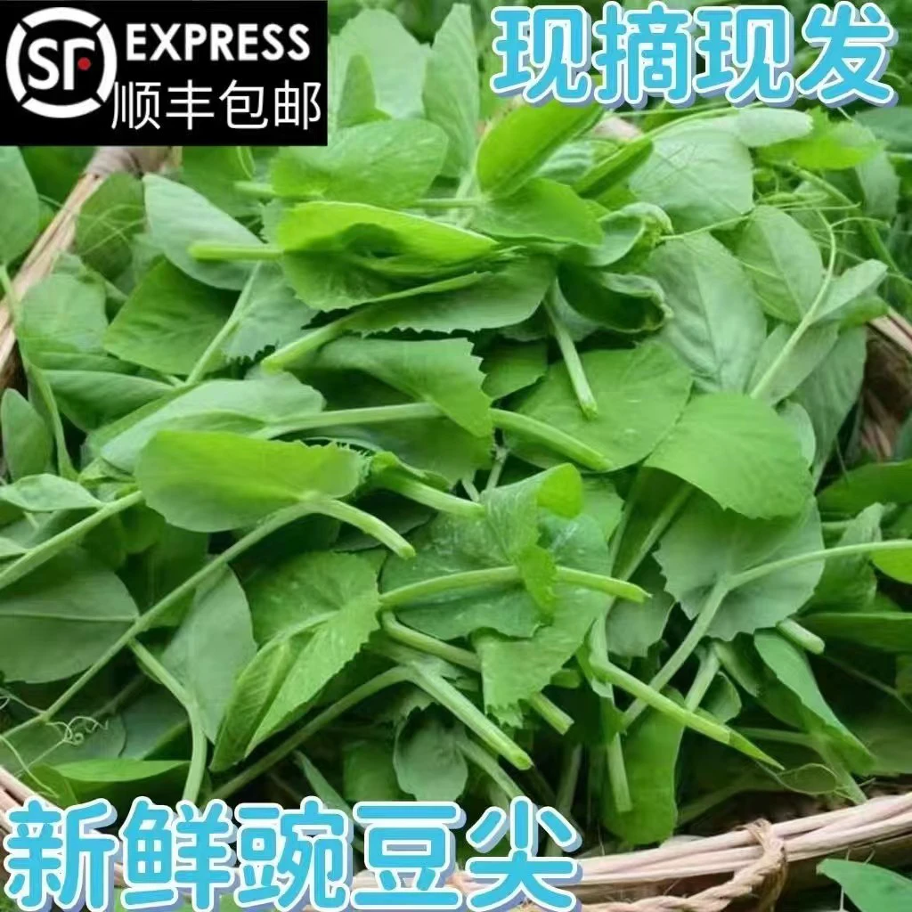 顺丰包邮现摘苏北新鲜豌豆尖豌豆苗时令蔬菜应季蔬菜煮汤火锅食材