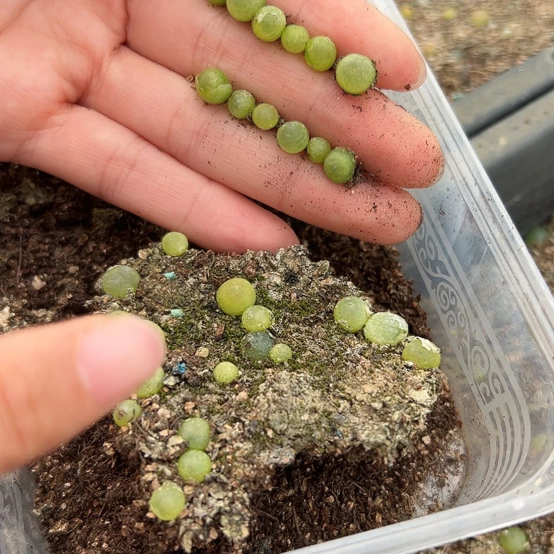 一物一拍。         900