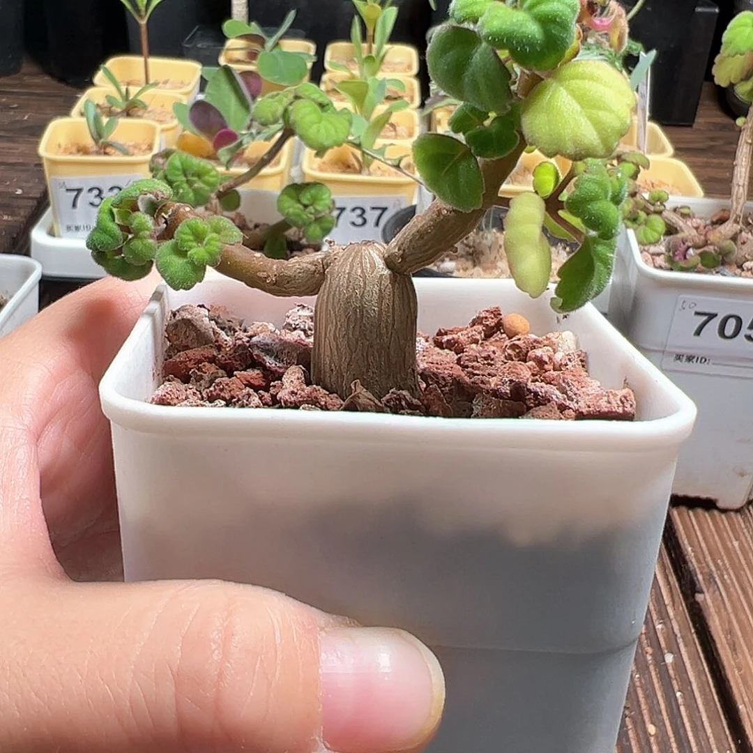 爱氏延命草带盆发货