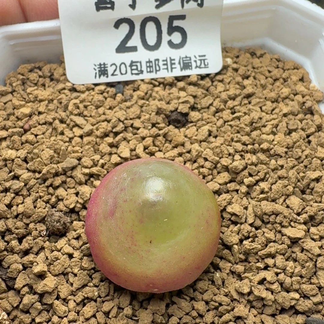 灯泡2.0带盆土。