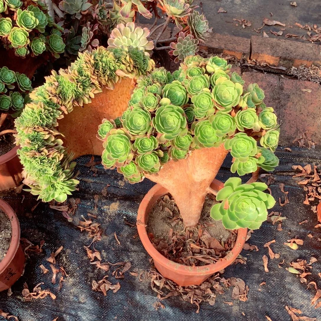 造型万缀，多肉植物