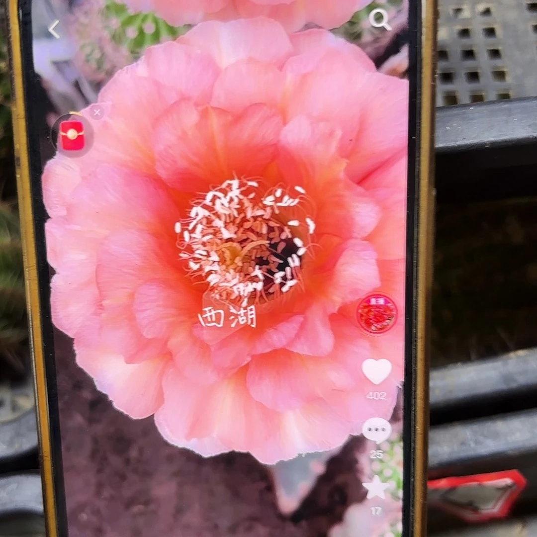 温柔彩侧牙20包邮24