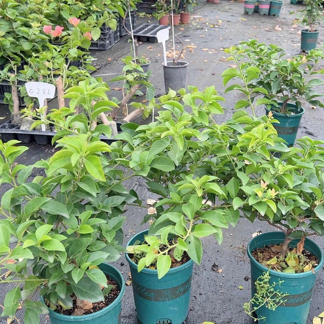 完全开放卡雅塔中一颗
