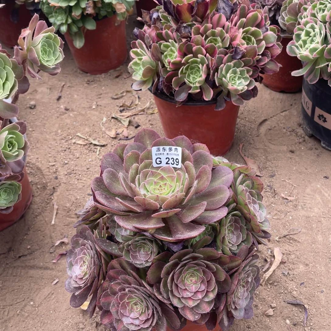 239园叶沙拉多肉法师断枝不包