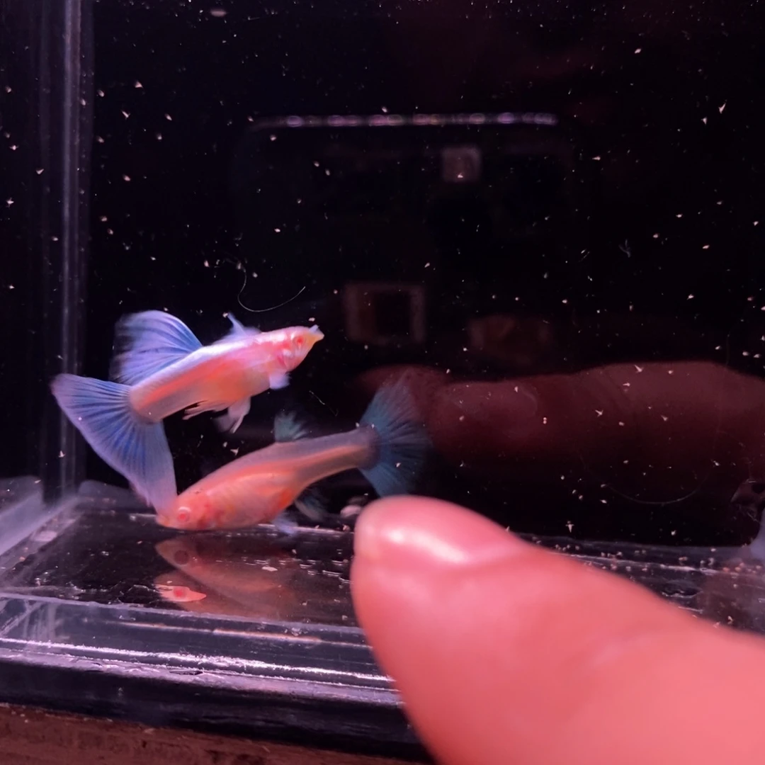 孔雀鱼蓝色飞船一对