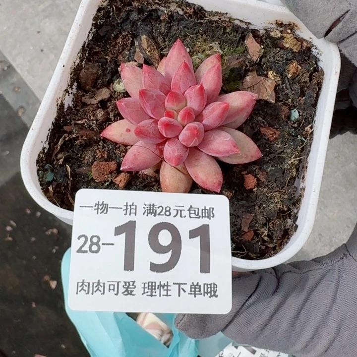 金鱼姬无盆土无发货无盆