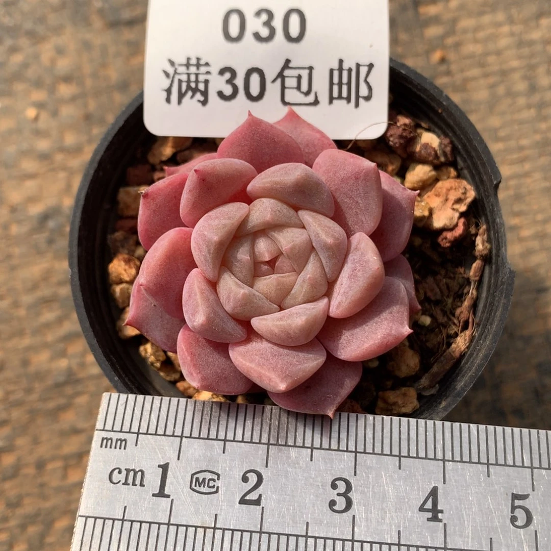 30粉桃铃单头冠服4