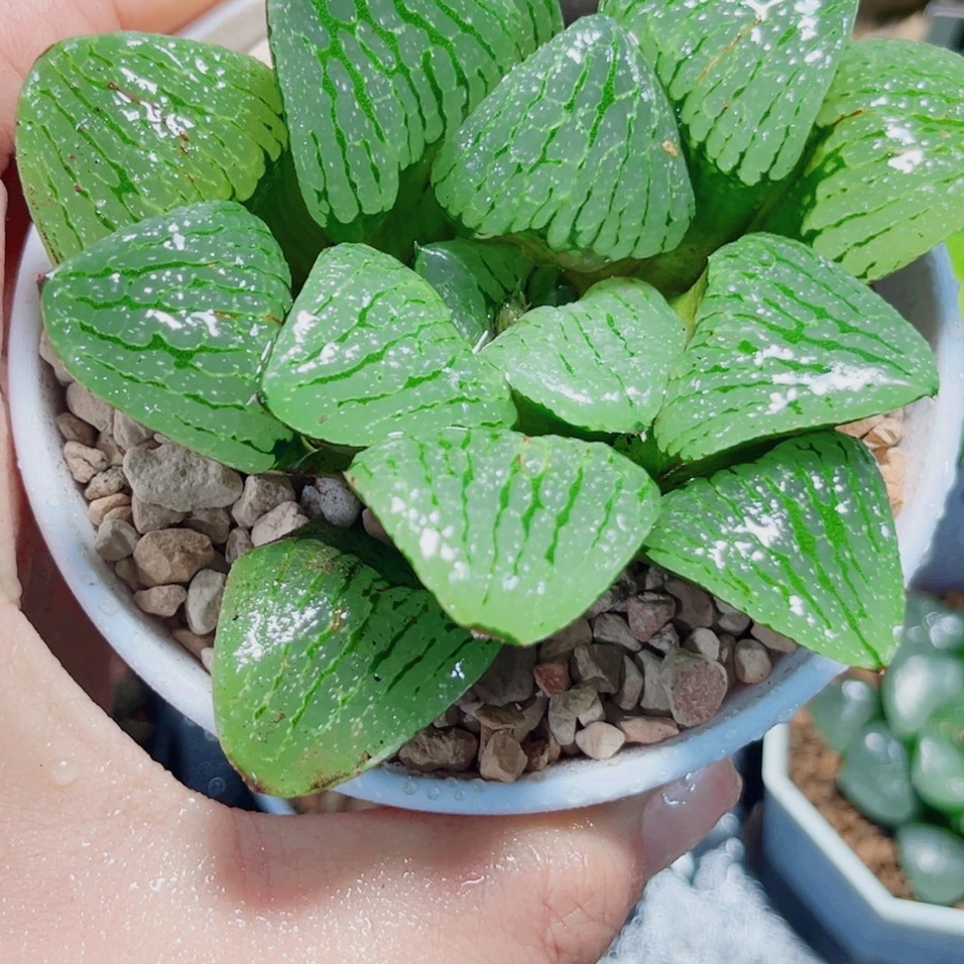 青芷姬多肉植物6666