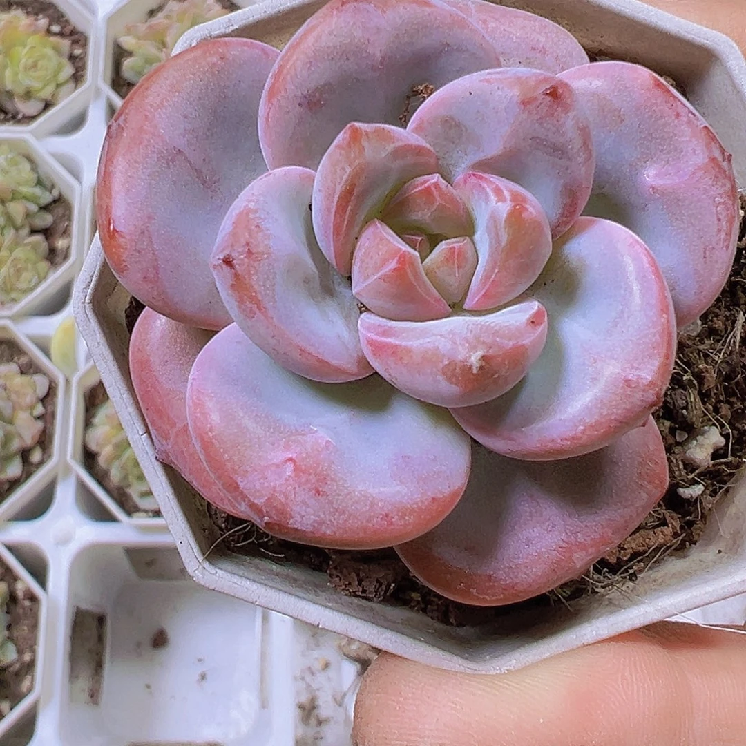 漫漫雪19包邮多肉植物