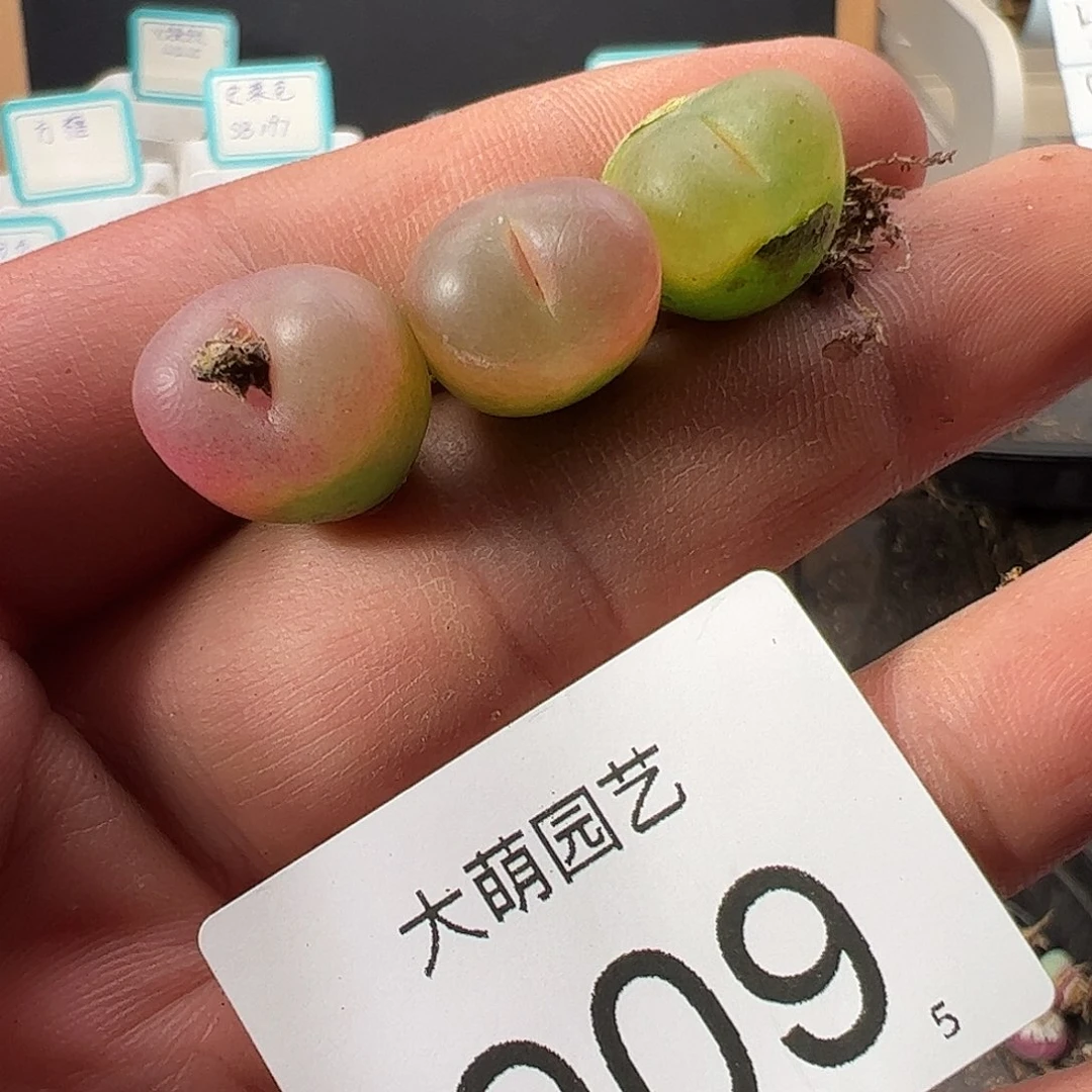 0000909 一物一拍……