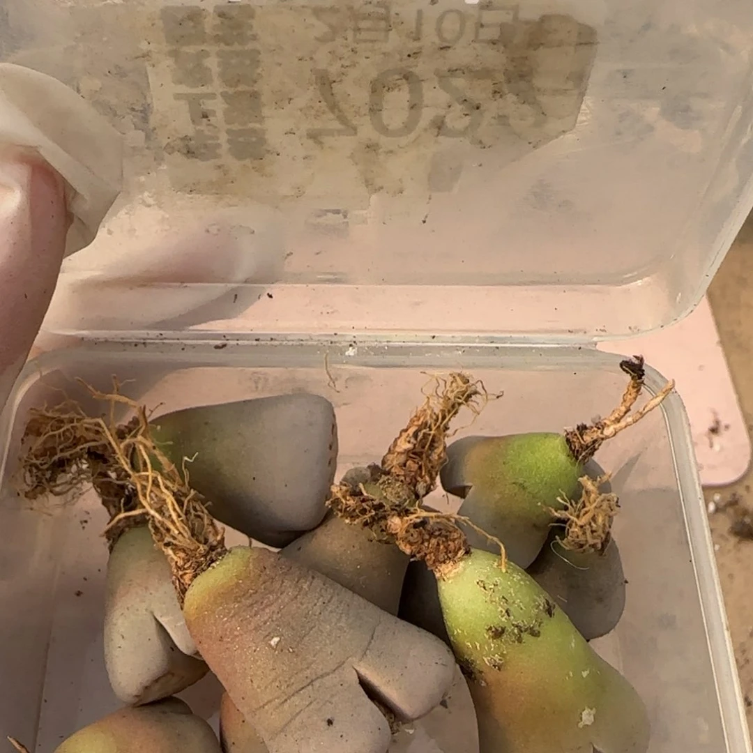 奇***林2。10。7022。c324。10。饼干