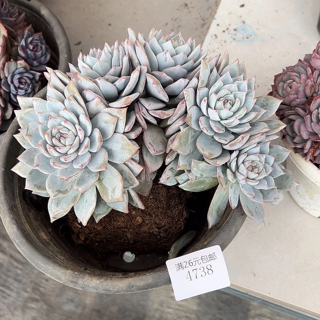 花***）4738粉蓝鸟多肉植物多肉