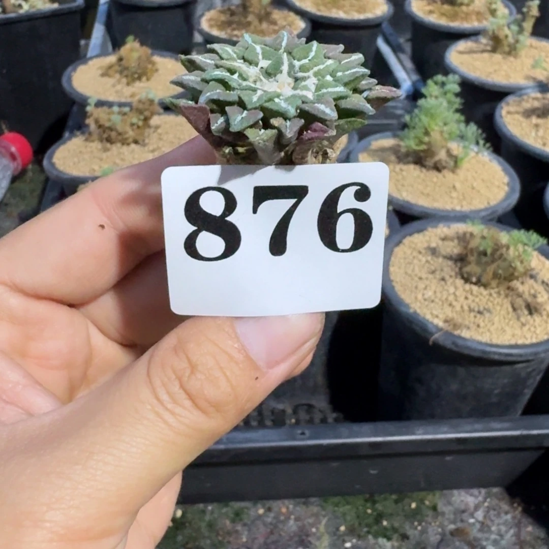 黑牡丹实生仙人球多肉植物