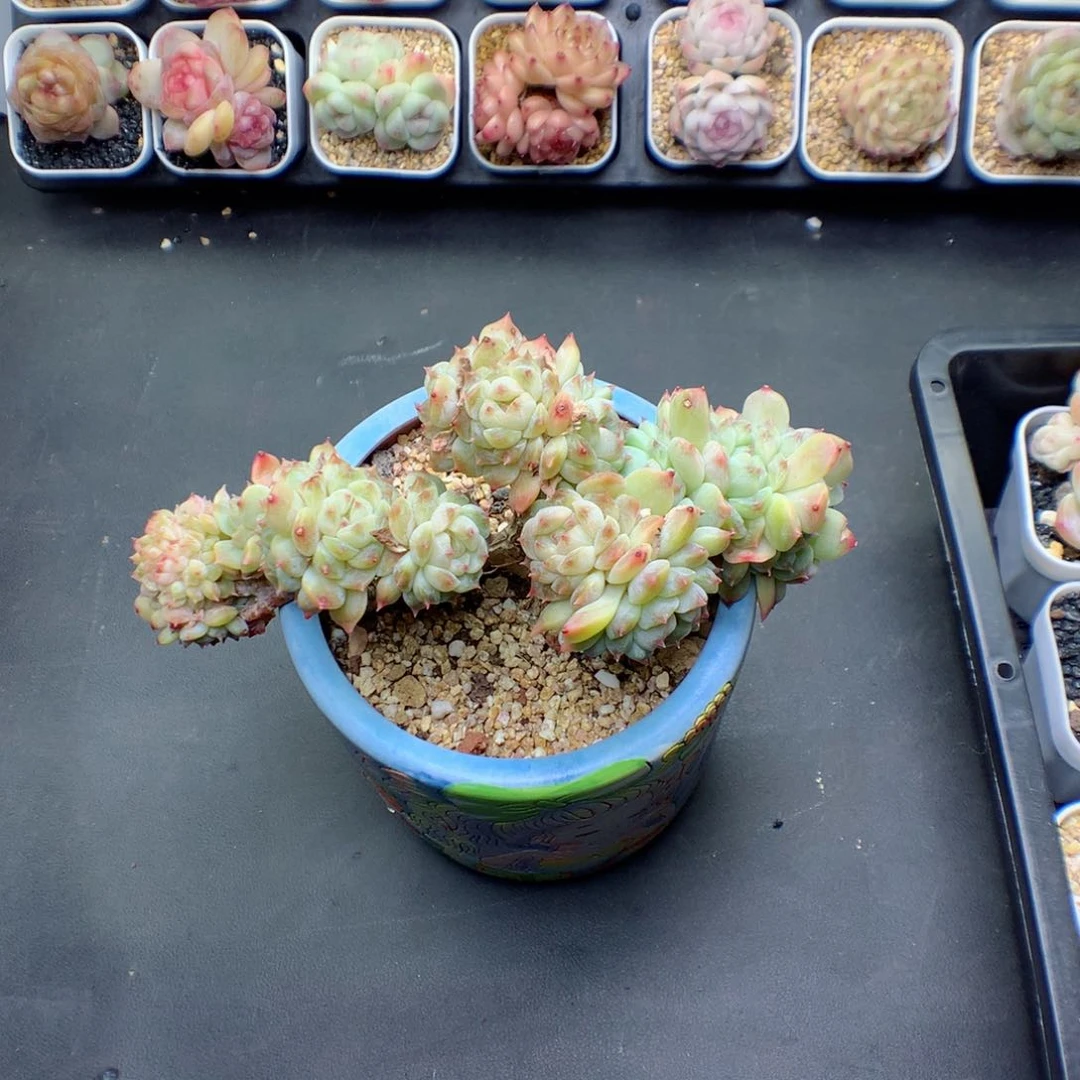 用****?多肉植物。 冰魄缀寄养