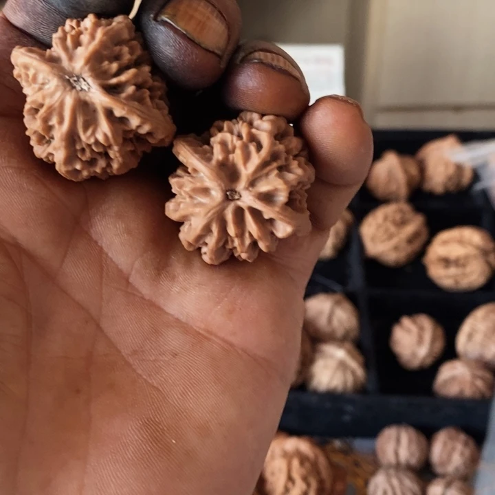 文玩核桃把件弓*秦岭野生二棱