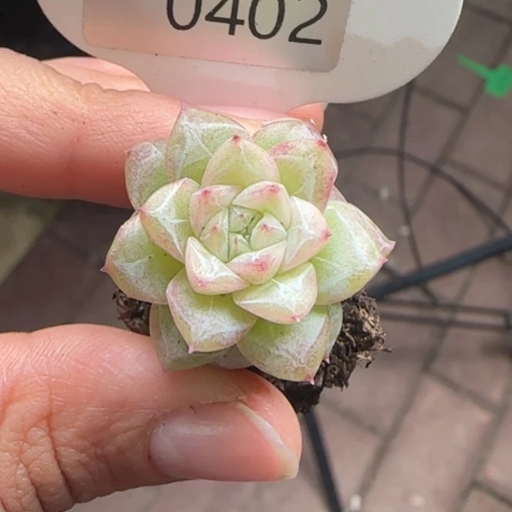 402号新品xLj珍妮。