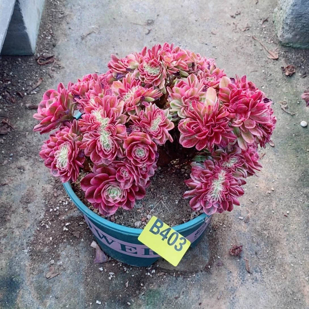 青城缀多肉法师403