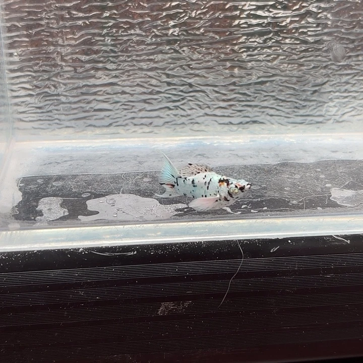 孔雀鱼玛丽鱼一条五彩奶公