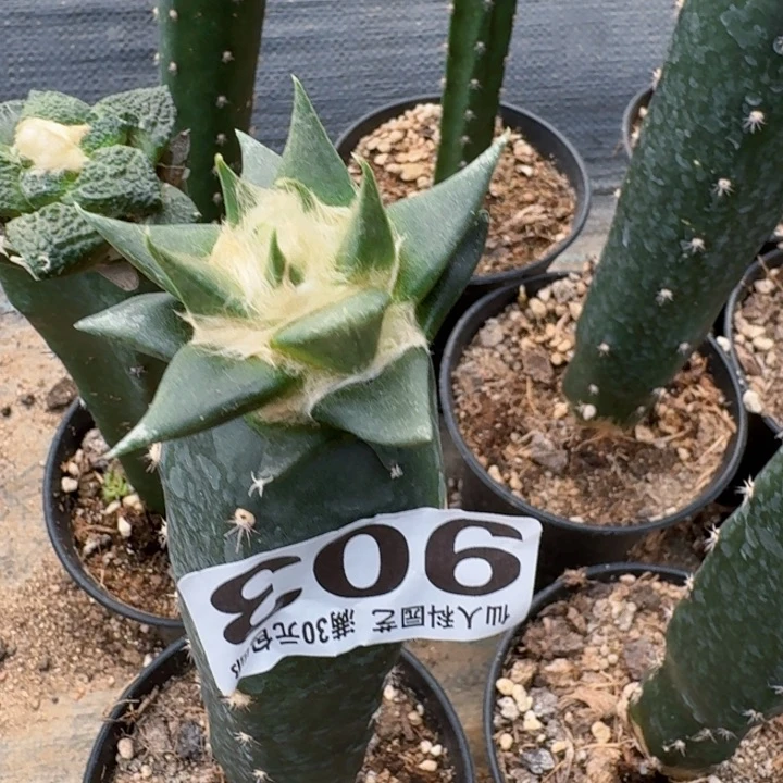 无花朵903勾尤龙牙一号