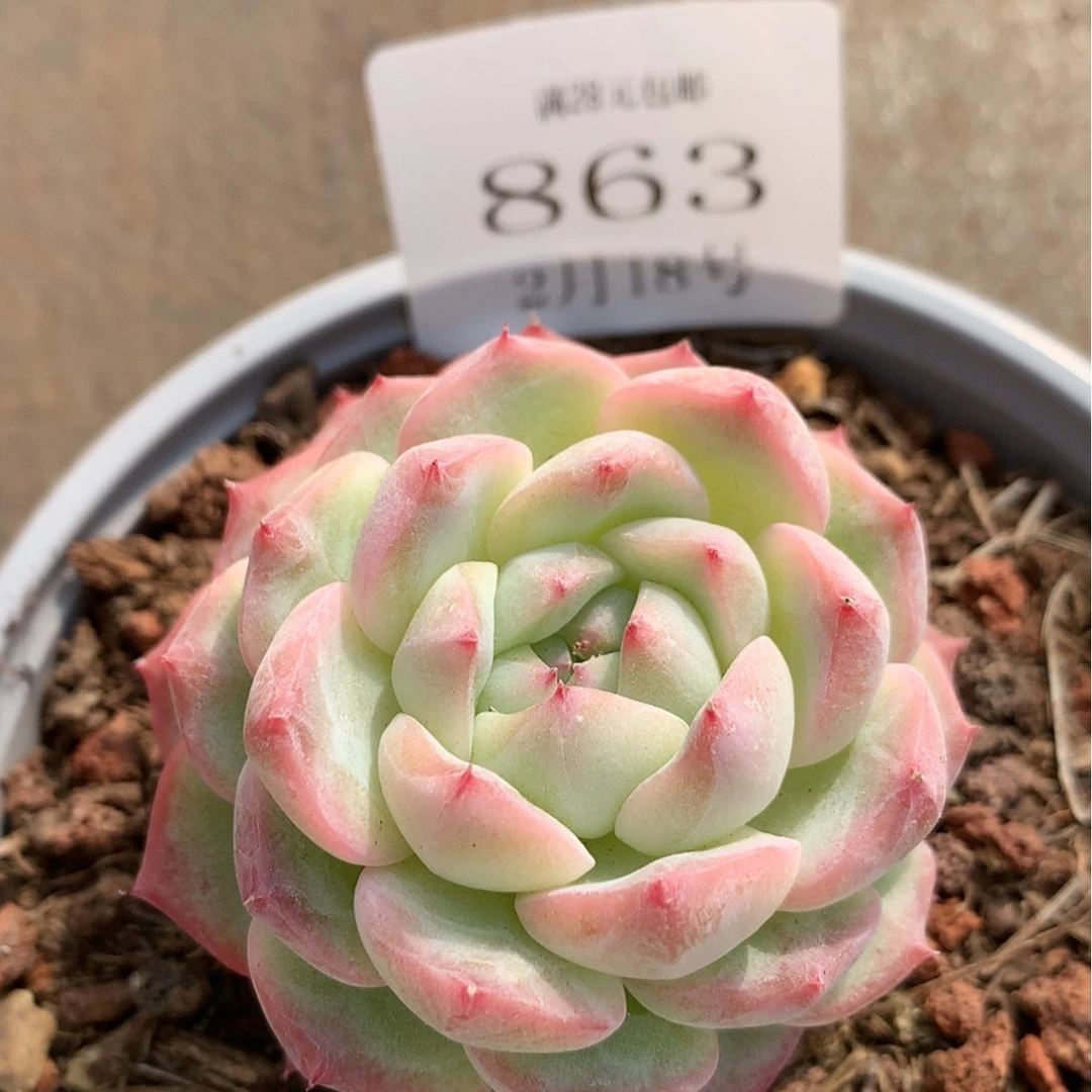 【闪购商品】云863号