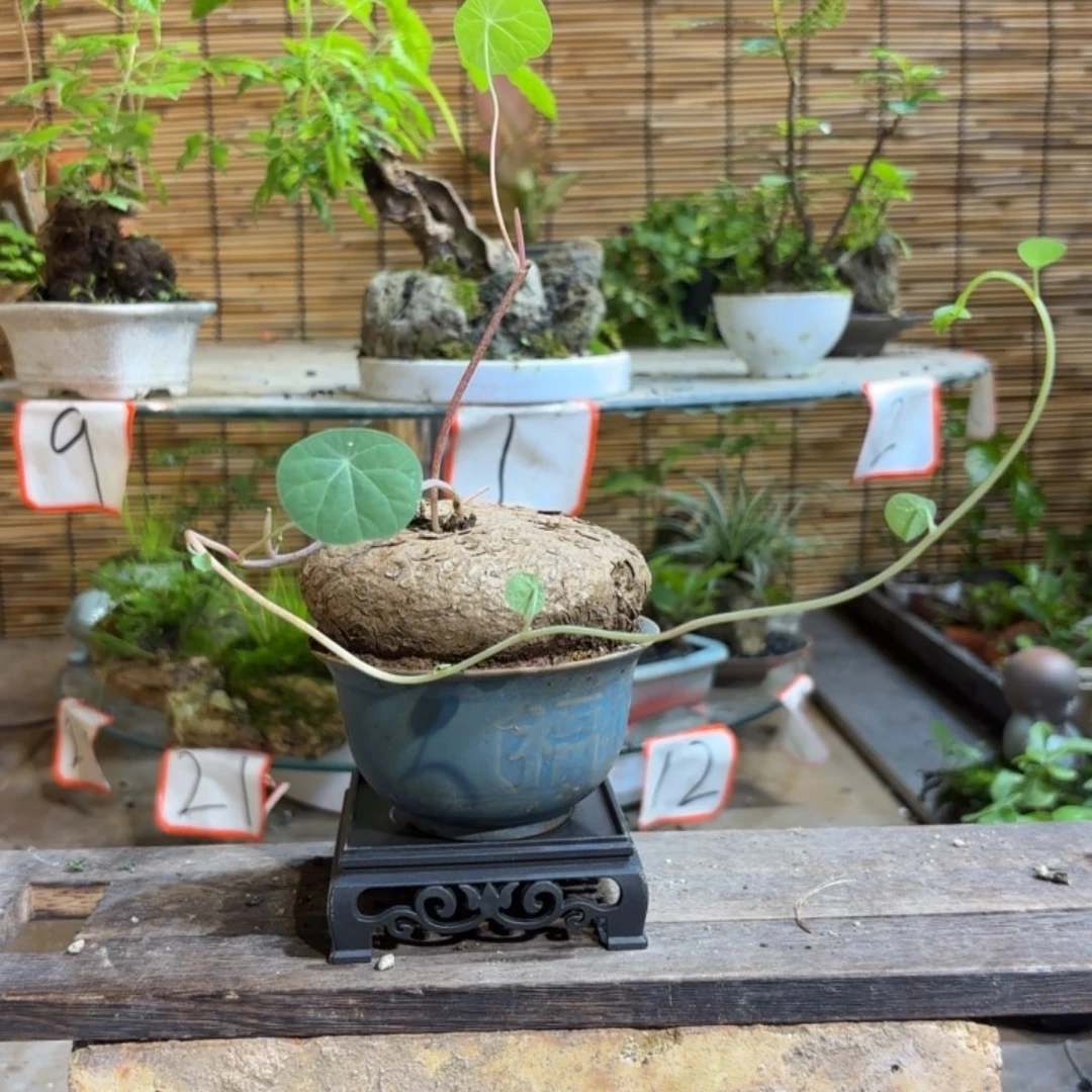 心****无花朵退款拉黑一物一拍46