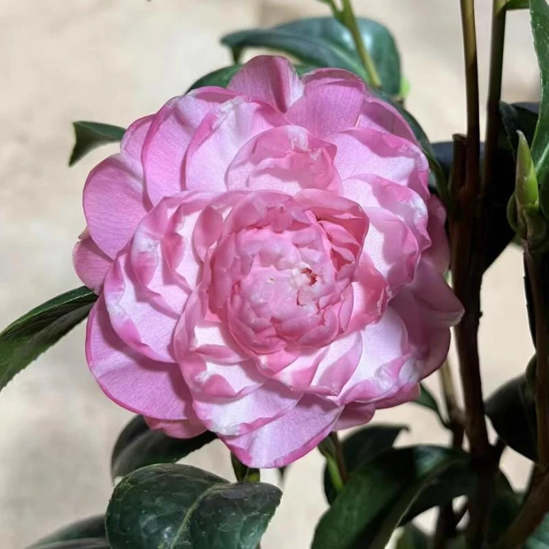 凤凰城品种茶花名贵稀有盆栽绿植观花植物稀少庭院阳台好养