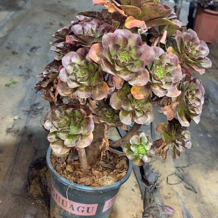 魅金玫瑰多肉植物62。