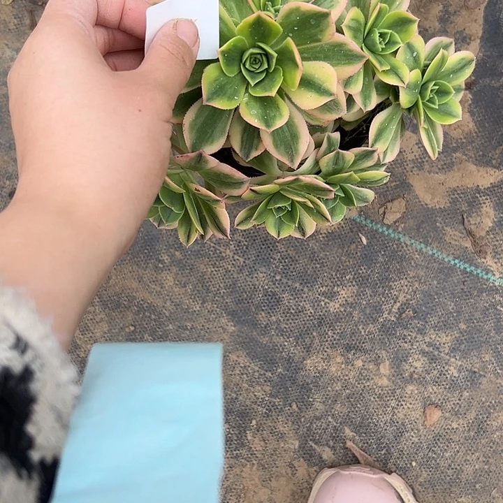 法师一物一拍链接205