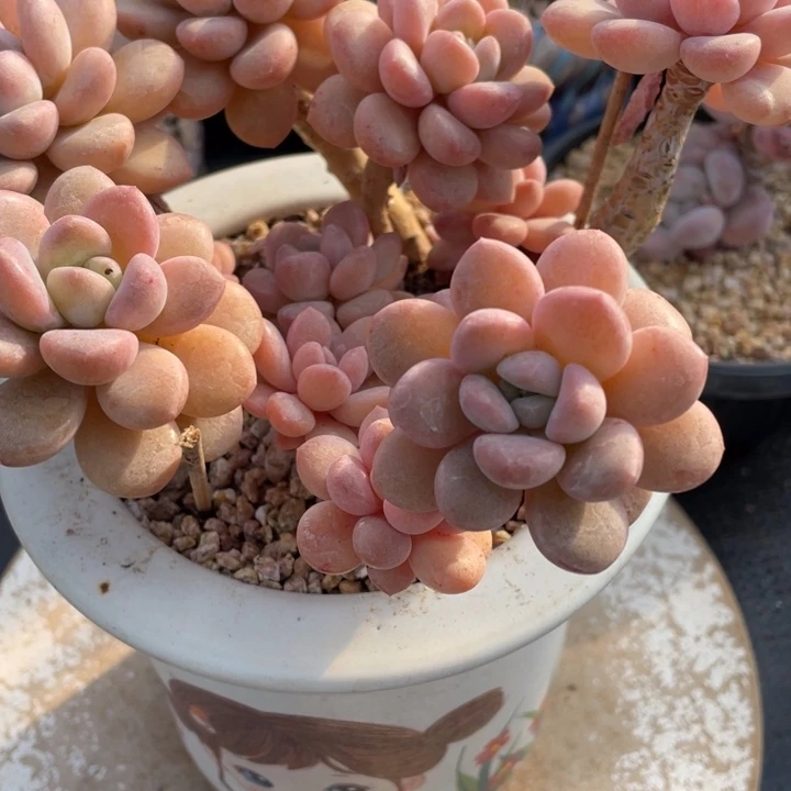 巴*弥一物一一拍