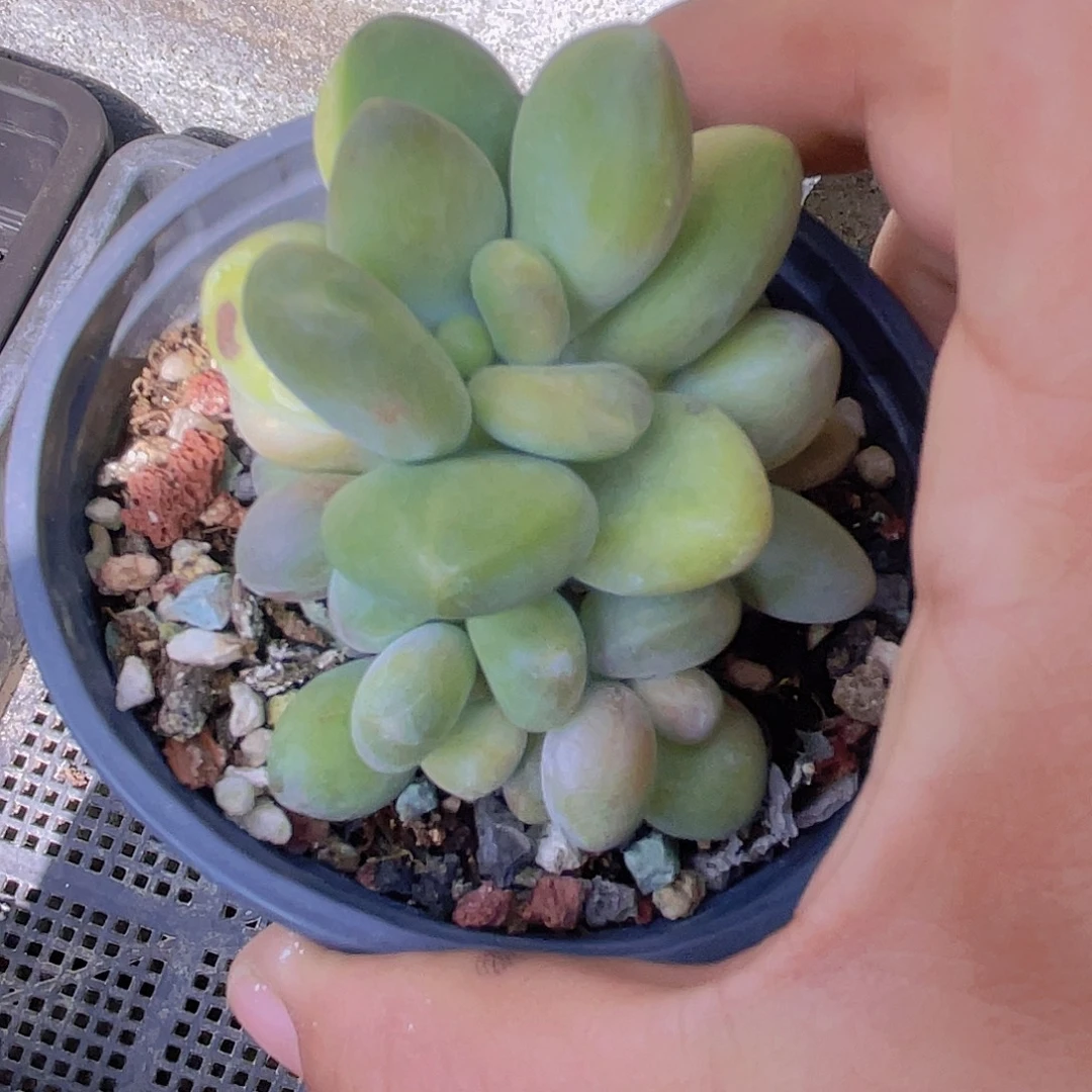 @***婷芒果奶酪多肉植物