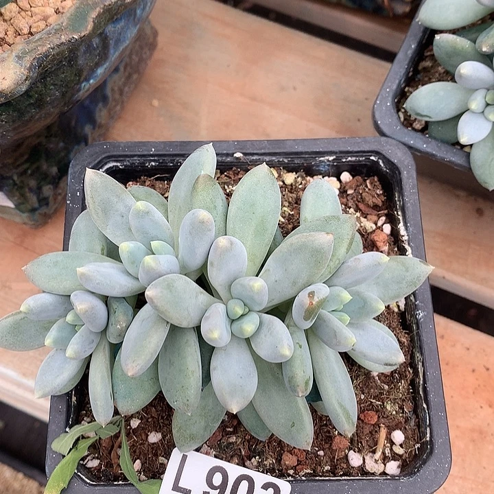 胖体哥特朵朵 多肉植物，9.28号发