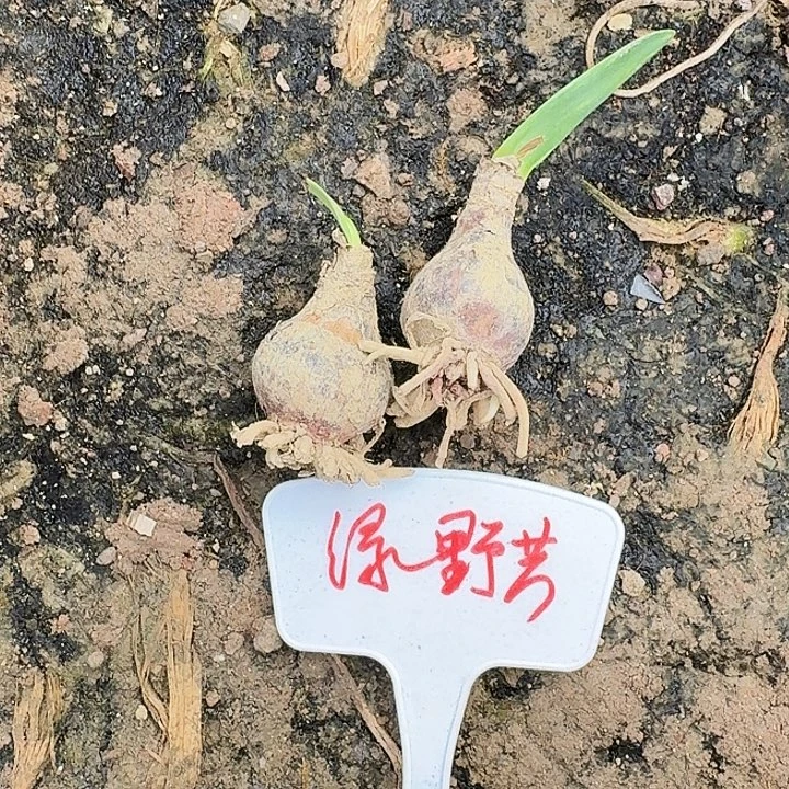 绿野芳朱顶红一棵3.0