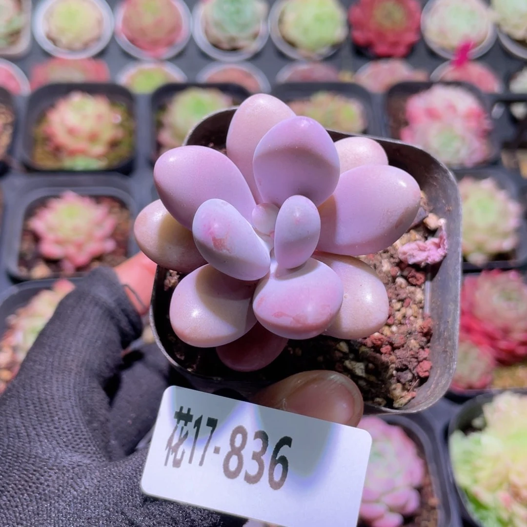 花利美17-836桃蛋