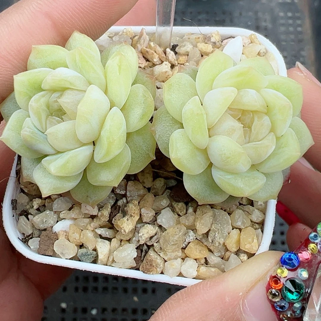 【闪购商品】618号哈哈哈哈哈