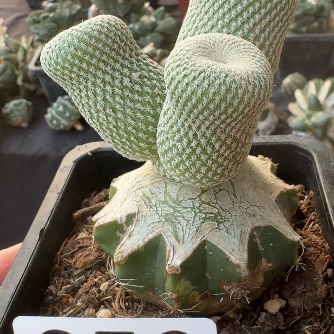 【闪购商品】苗接三头小人帽356