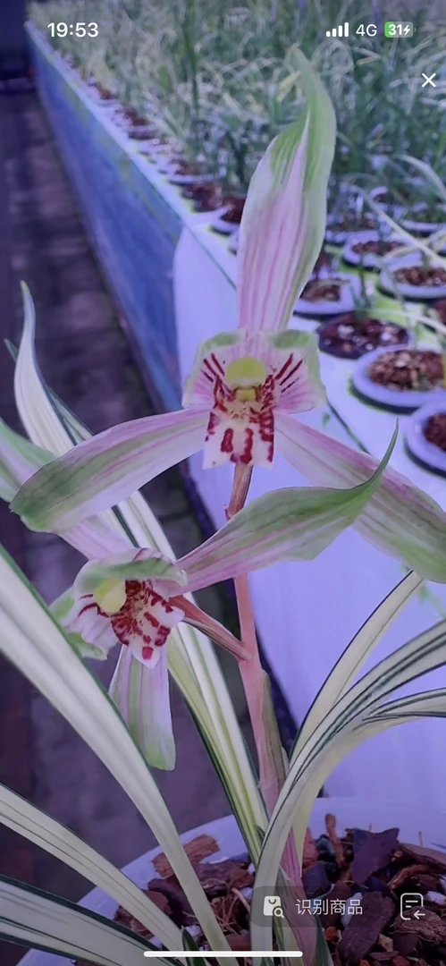 珍品兰花白玉凤高端艺草室内花卉绿植盆栽夏秋开花