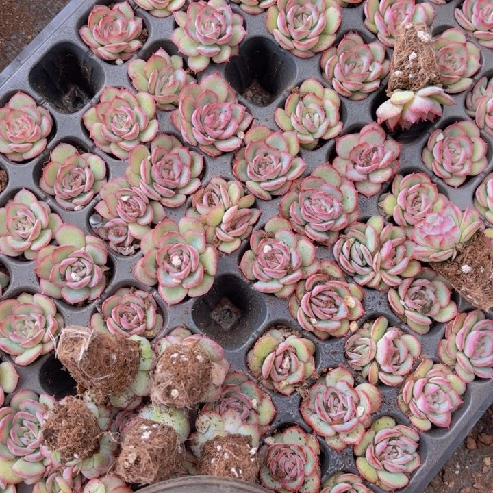 聪*姐侧影105颗一整盘发货