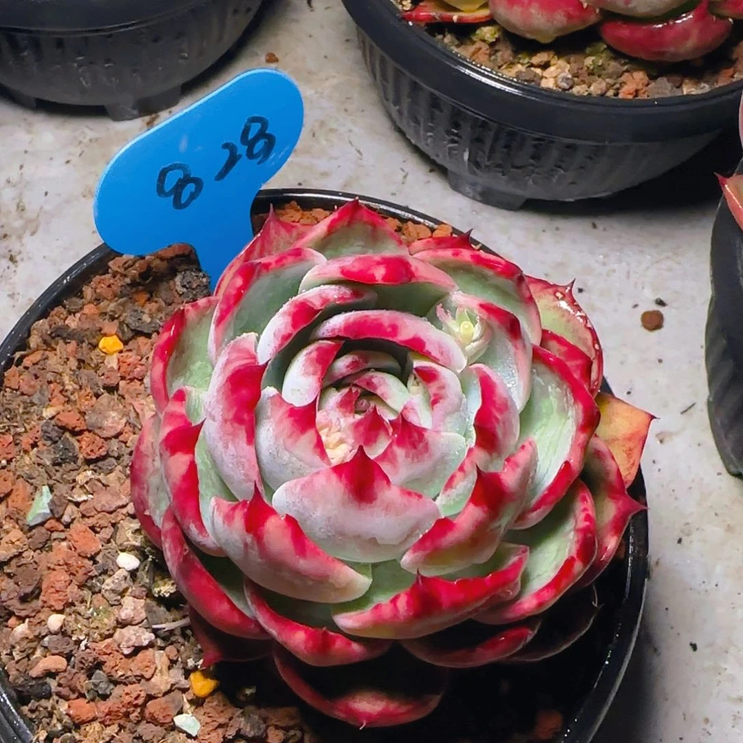 惊鸿仙子一物一拍828号