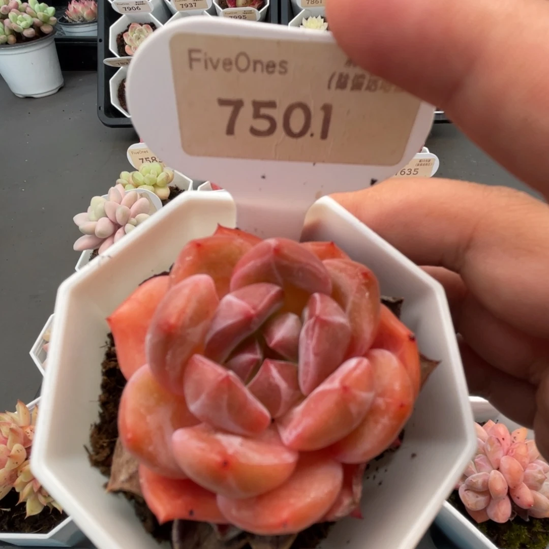 7501蜘蛛侠5.0厘米