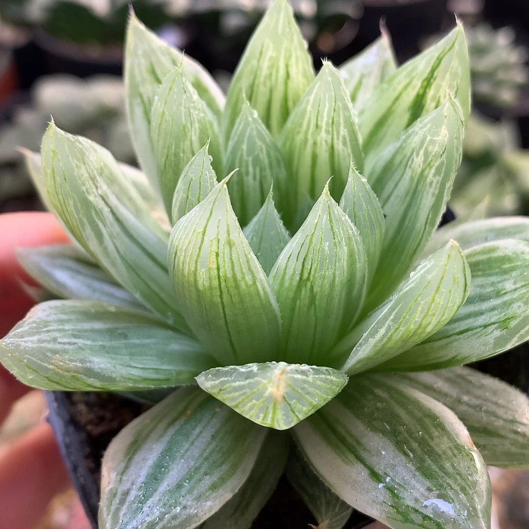 仙女杯满18包邮到手