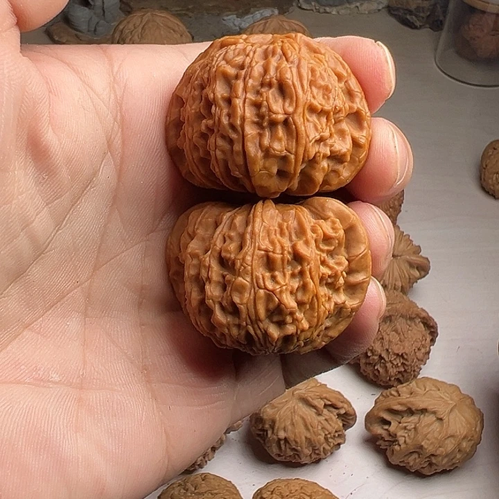 用***3白狮子狮子头40尺寸