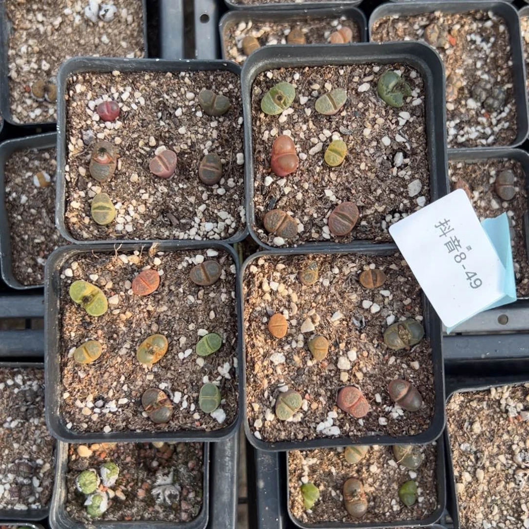 8-49量拍风铃一盆，带盆发